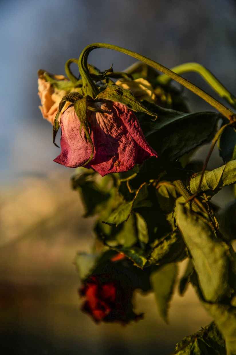 red withering rose at daytime